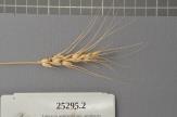 Click for 1 image(s) for this accession. Spike